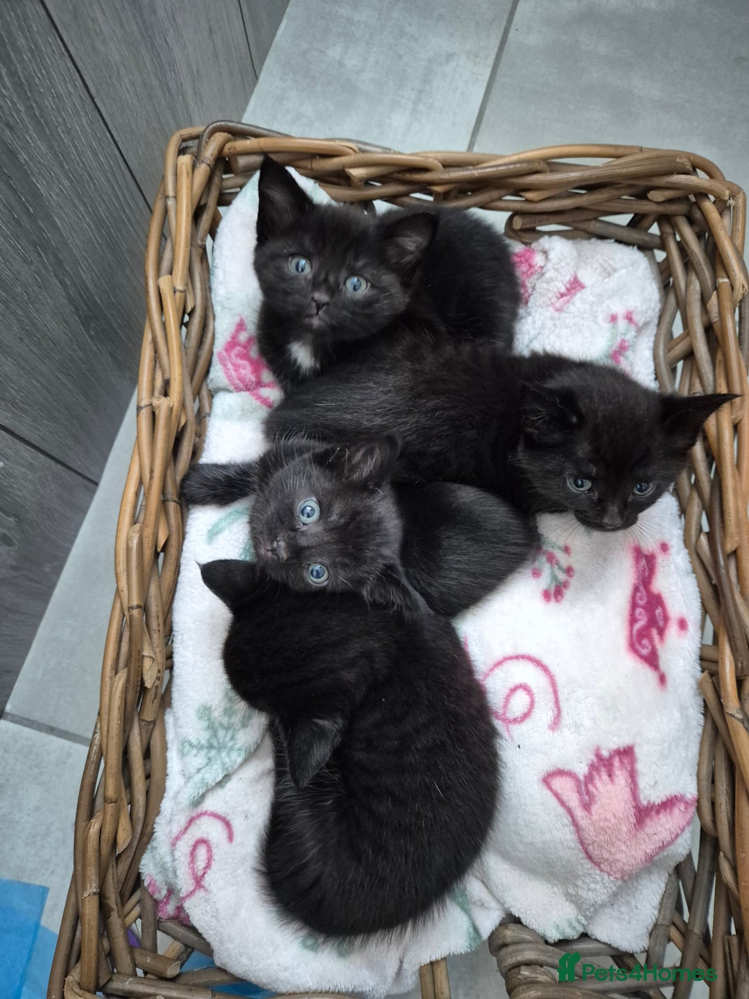 Mixed Breed cats for sale: Beautiful mixed kittens  - Image 14