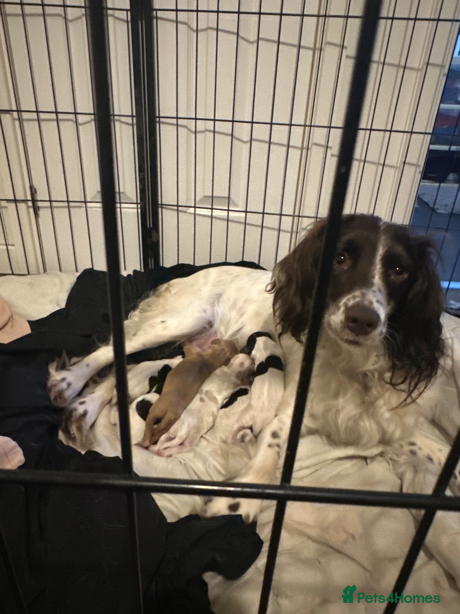 Sprocker dogs Beautiful sprockers for sale  - Advert 7