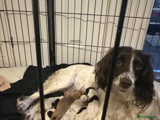Sprocker dogs Beautiful sprockers for sale - Advert 1