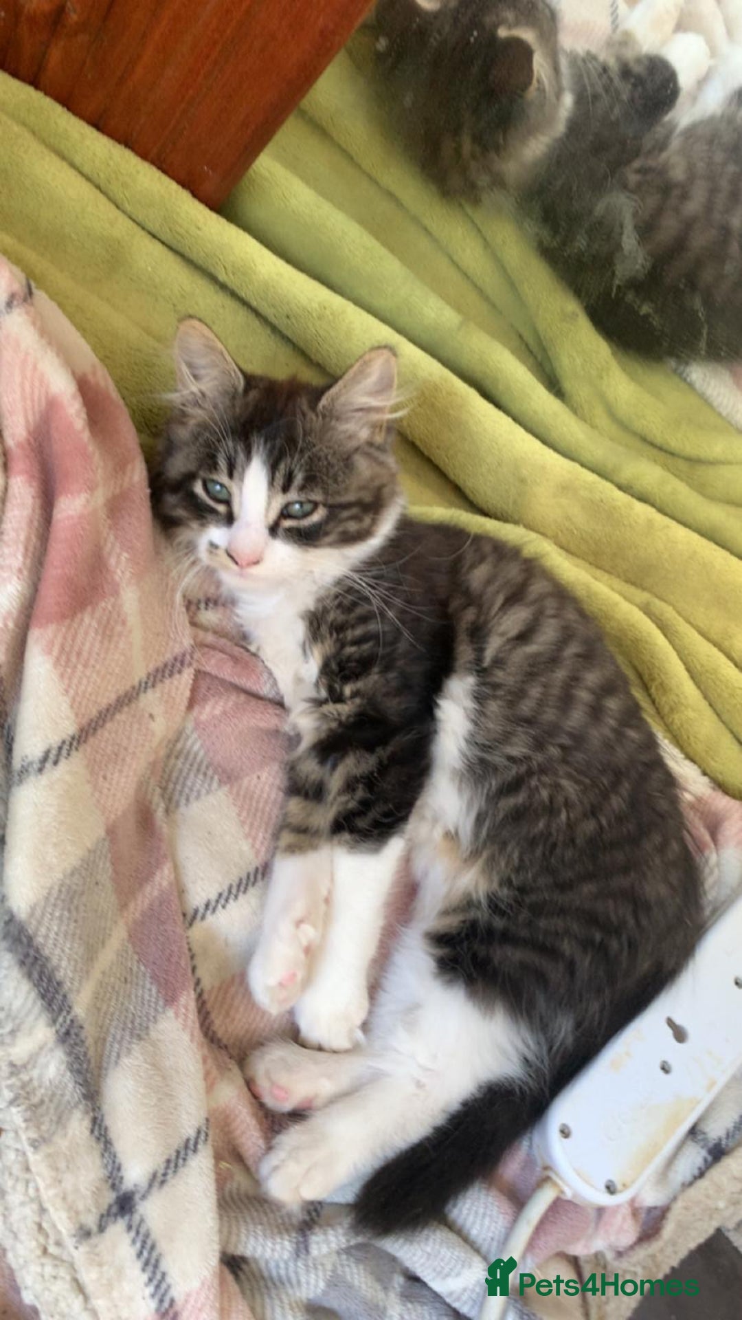 British Longhair cats for sale: Kittens - Image 1