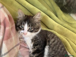 British Longhair cats - Advert 20