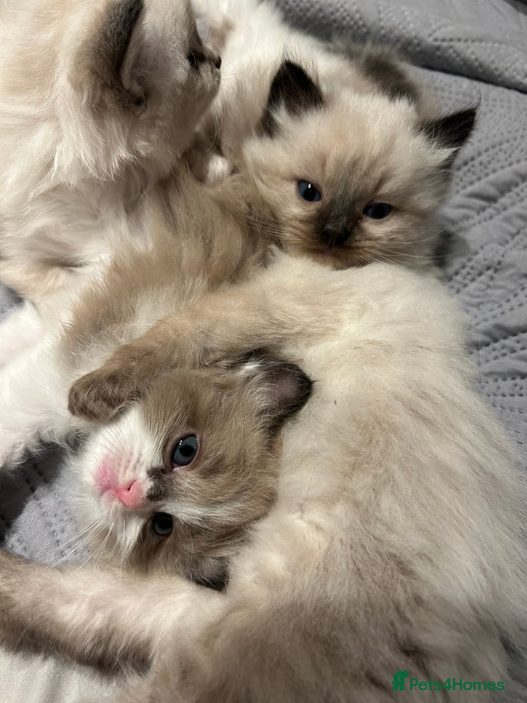 Ragdoll cats for sale: Ragdoll &Cherubim Kittens TICA Seal Blue - Advert 2