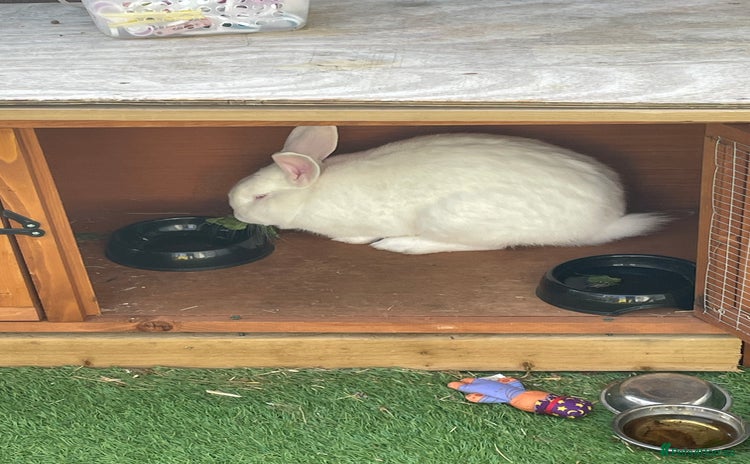 Alaska rabbits - Advert 1