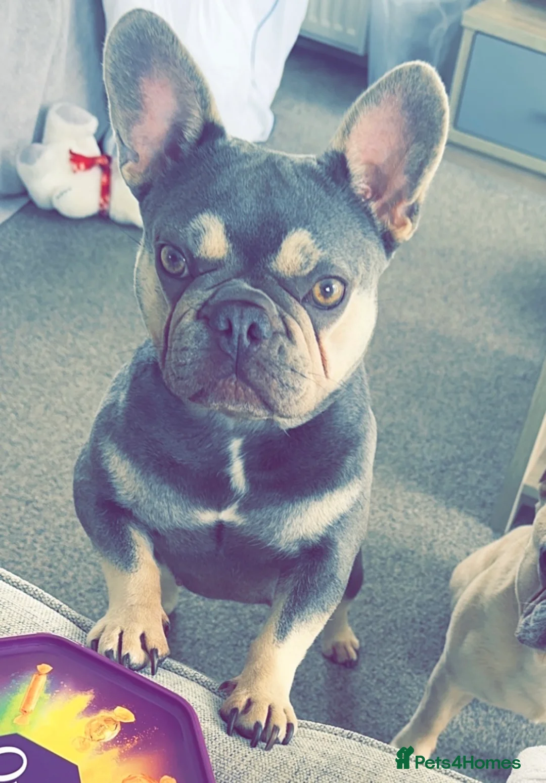 French Bulldog dogs for sale: Puppy French bulldogs , 2 boys  - Advert 2
