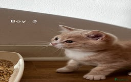 Mixed Breed cats for sale: [READY NOW] British Shorthair x Mainecoon - Image 13