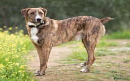 Mixed Breed dogs for adoption: Sweet Natured REX - Image 2