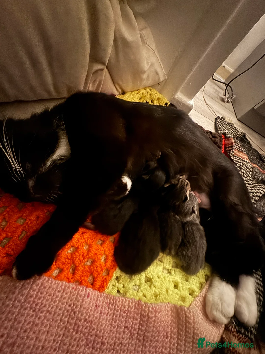 British Shorthair cats for sale: Kittens for Sale - Advert 6