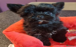 Yorkshire Terrier dogs for sale: Yorkshire Terrier puppies  - Image 18