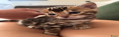 Bengal 2