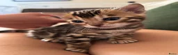 Bengal cats for sale: Bengal unregistered kittens.  in Dorchester - Advert 2