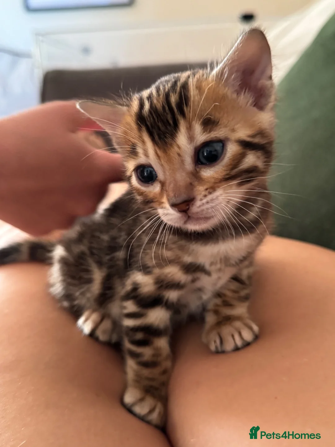 Bengal cats for sale: Bengal unregistered kittens.  in Dorchester - Advert 2
