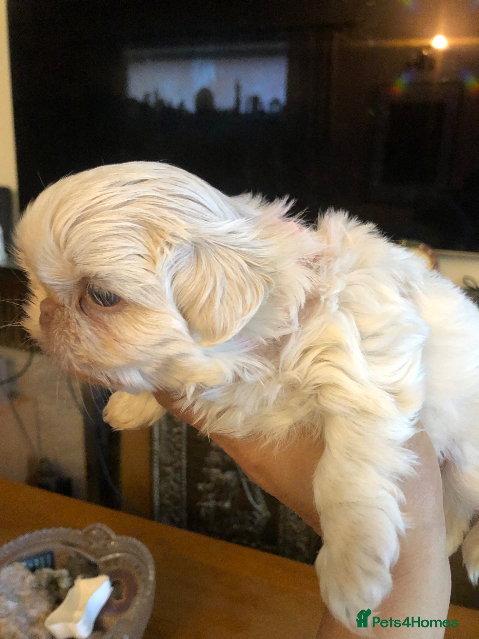 Shih Tzu dogs Beautiful pedigree imperial Shih zhus - Advert 1