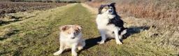 Border Collie dogs for sale: Border Collie - Advert 4