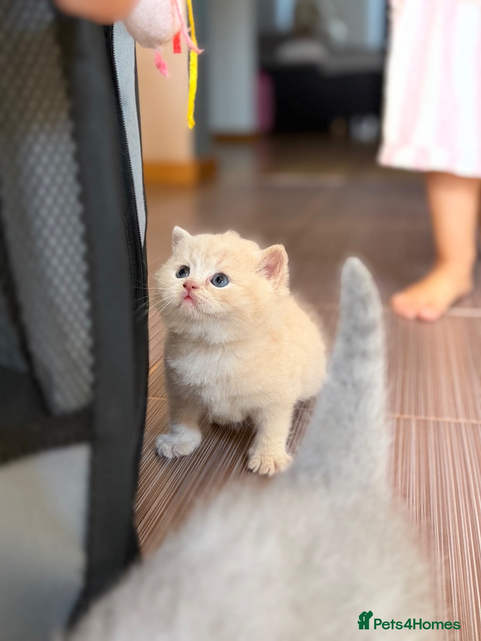 Scottish Fold cats Scottish fold kittens 🐾 - Advert 10