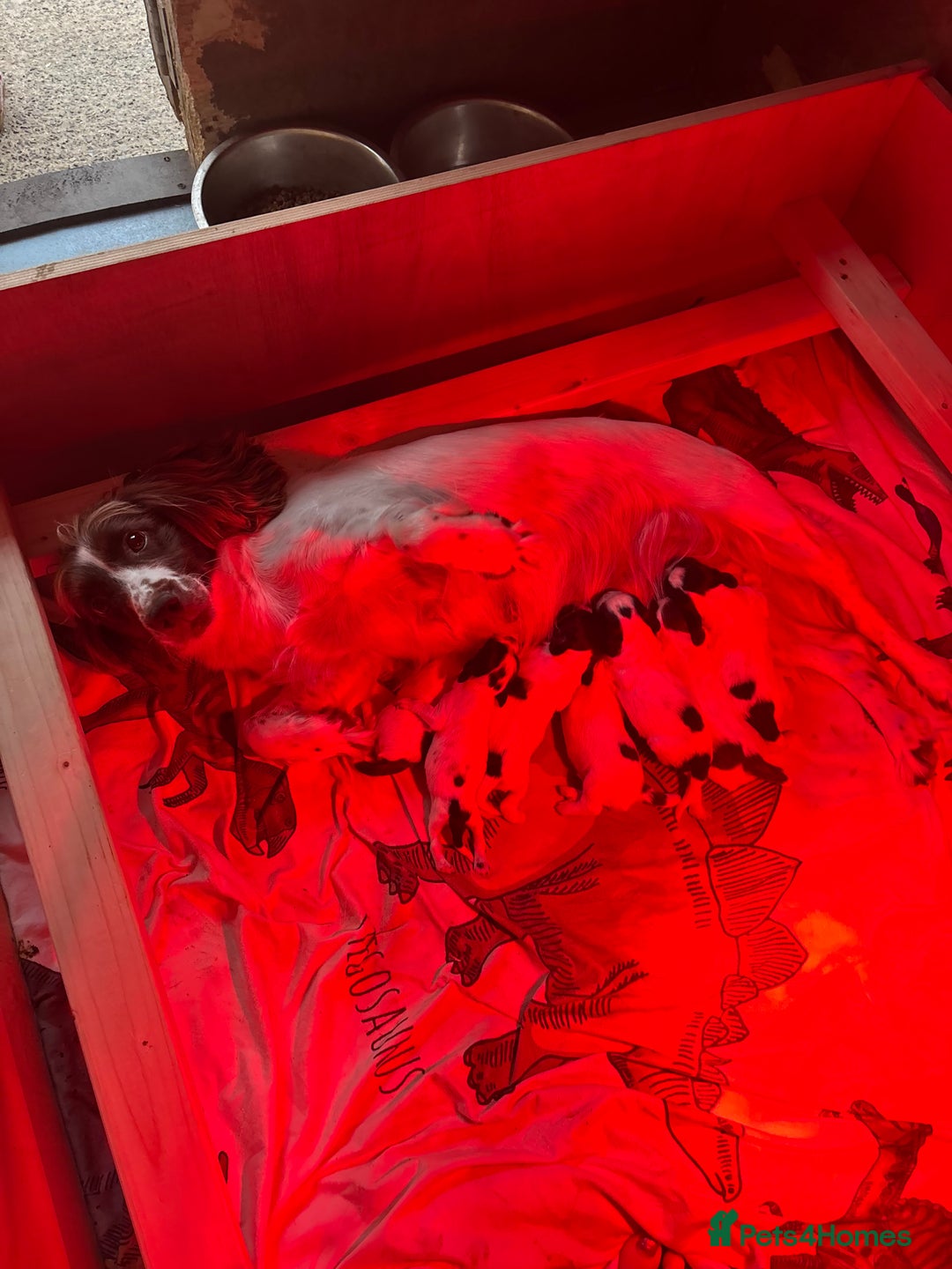 English Springer Spaniel dogs for sale: 🐾 Pedigree English Springer Spaniel Puppies 🐾 - Image 1