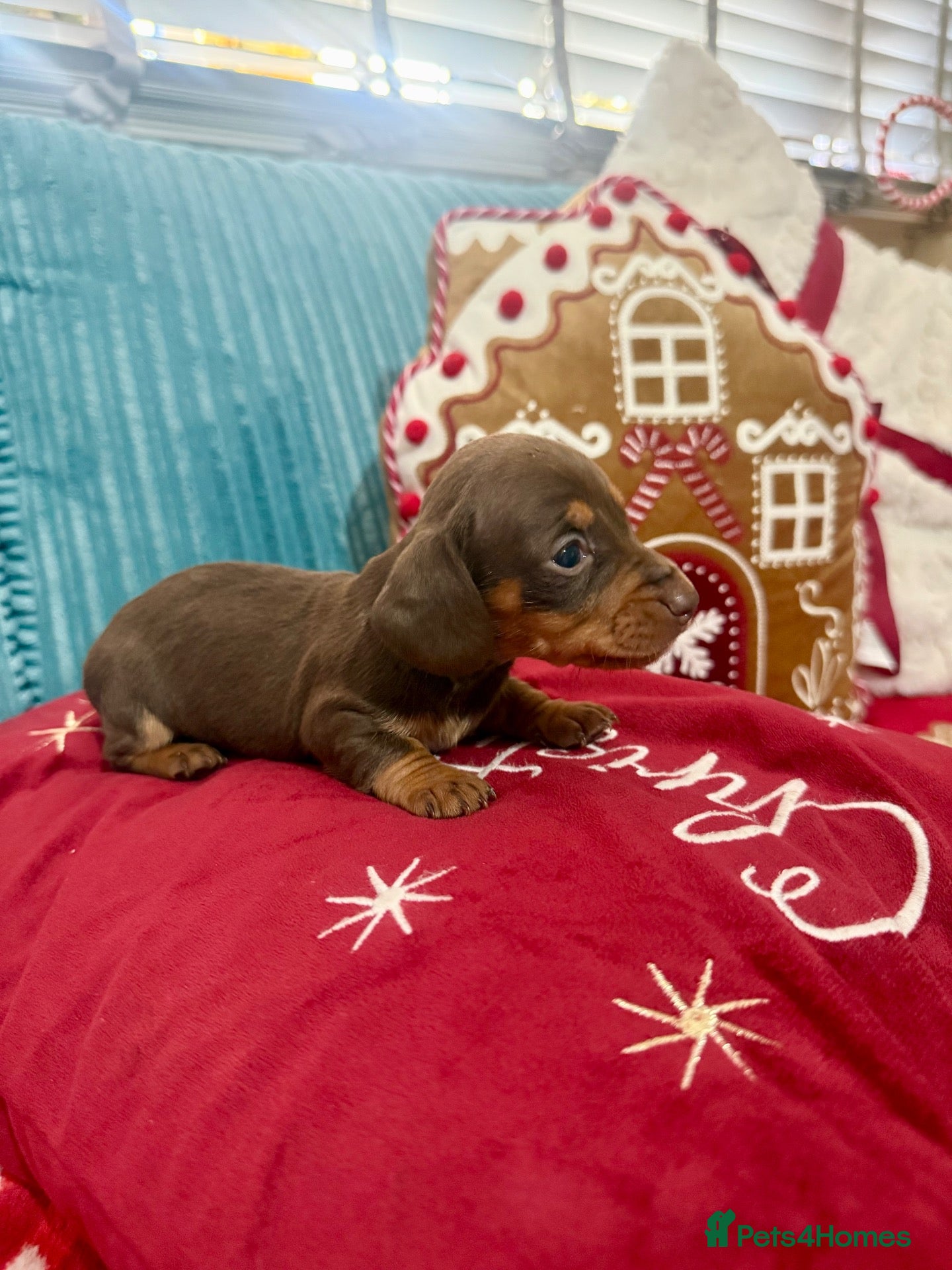 Dachshund dogs Dachshund - Advert 2