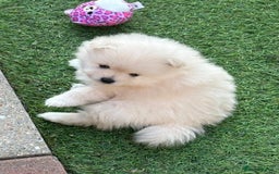Pomeranian dogs for sale: XS Pomeranian - Image 9
