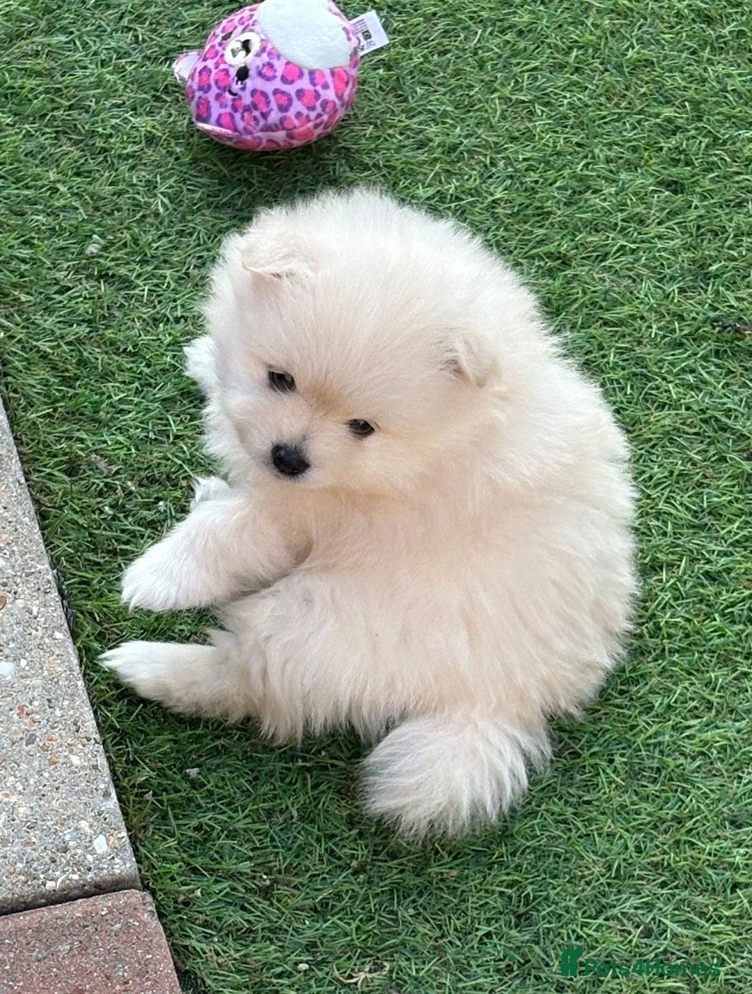 Pomeranian dogs for sale: XS Pomeranian - Image 9