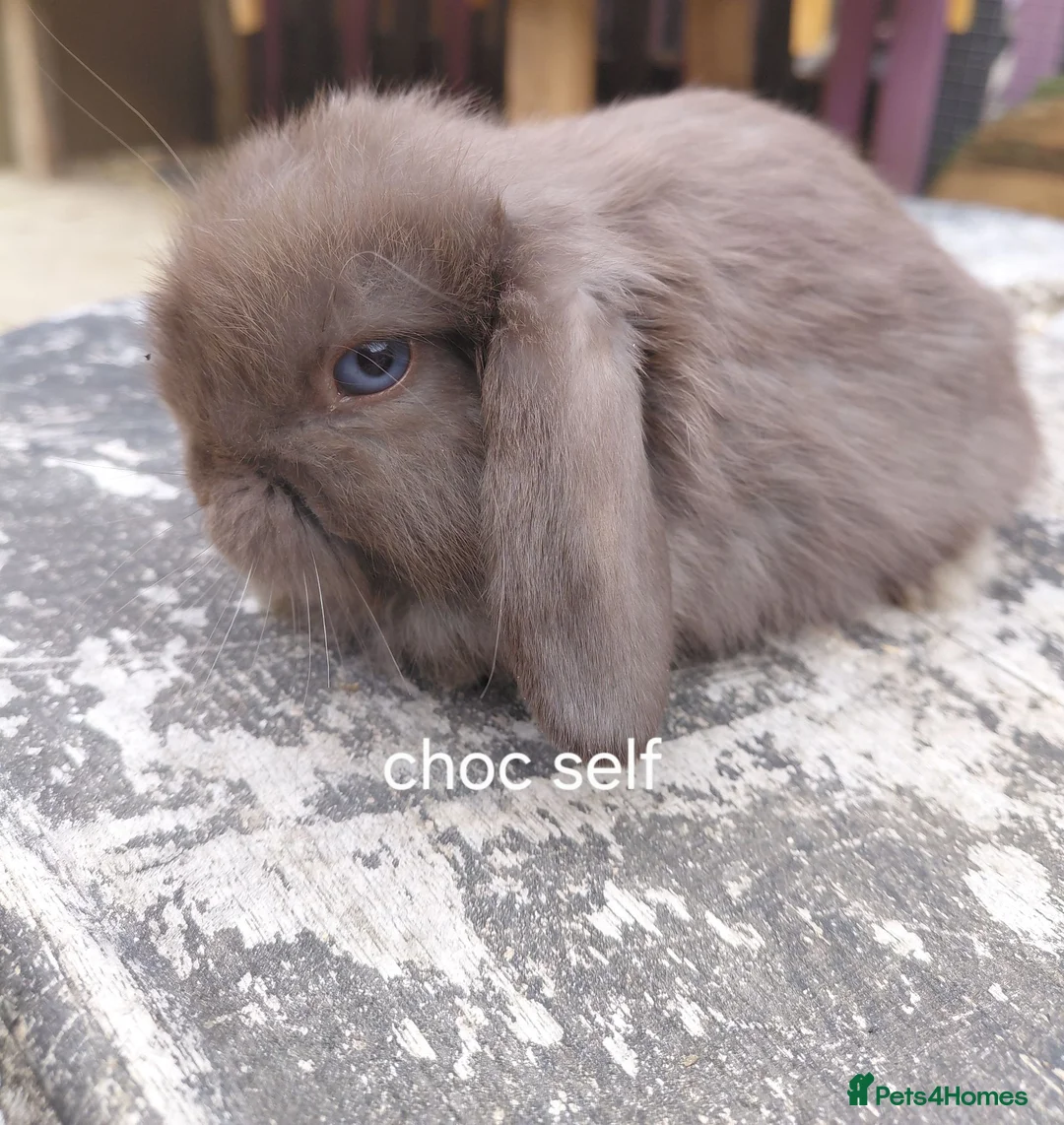 Mini Lop rabbits for sale: READ THE ADD ,Vaccinated tiny bucks READY NOW - Advert 1