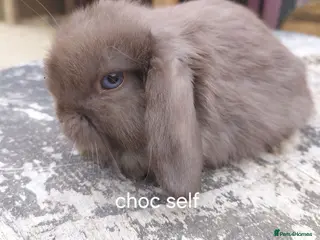 Mini Lop rabbits Vaccinated tiny minis only bucks available - Advert 3