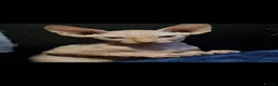 Sphynx cats for sale: 2 Sphynx Boys - Advert 4