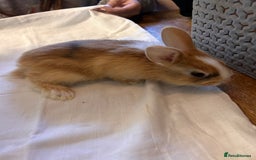 Netherland Dwarf rabbits for sale: Baby bunnies - Image 8