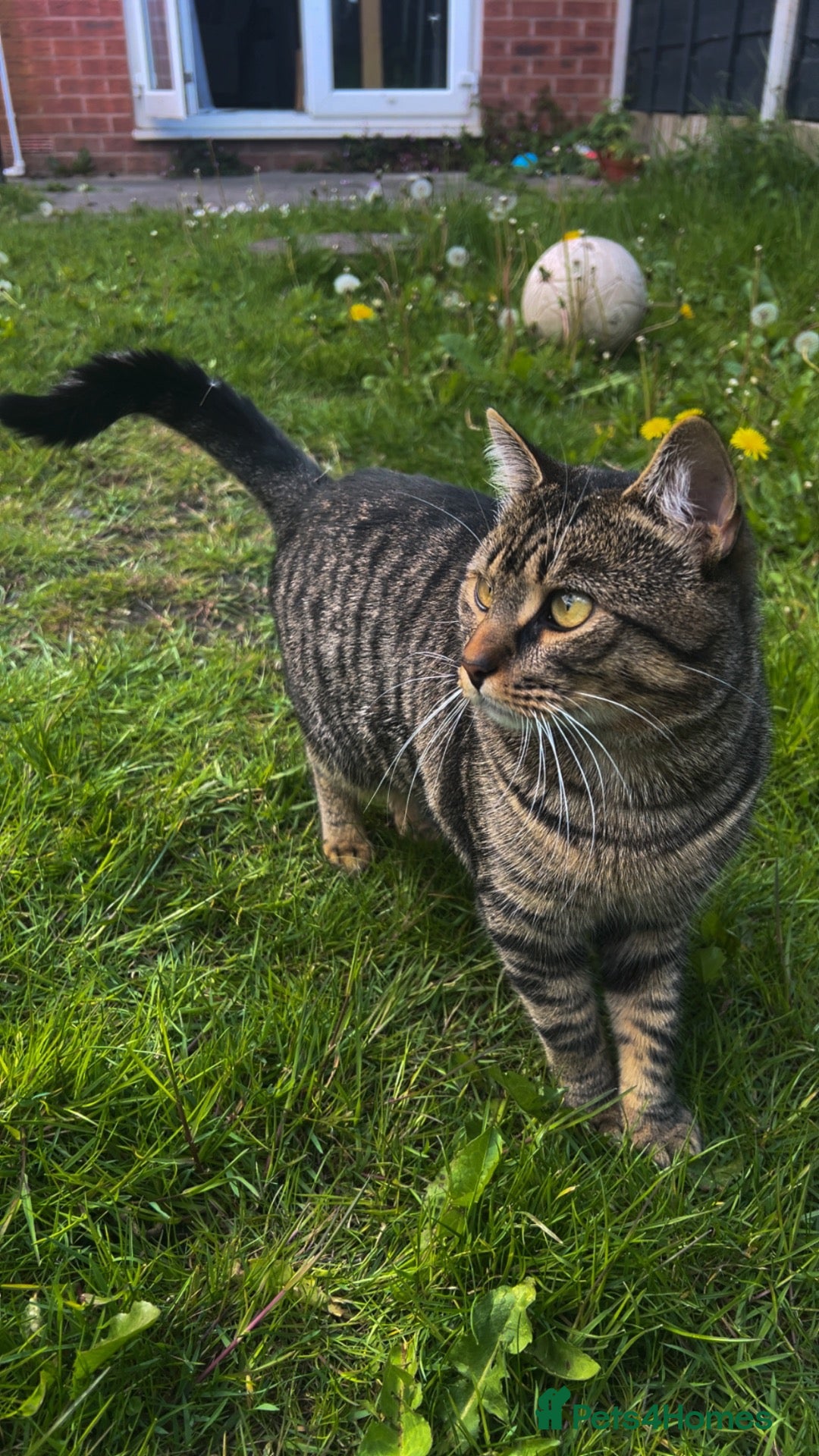 British Shorthair cats British Shorthair  - Advert 1