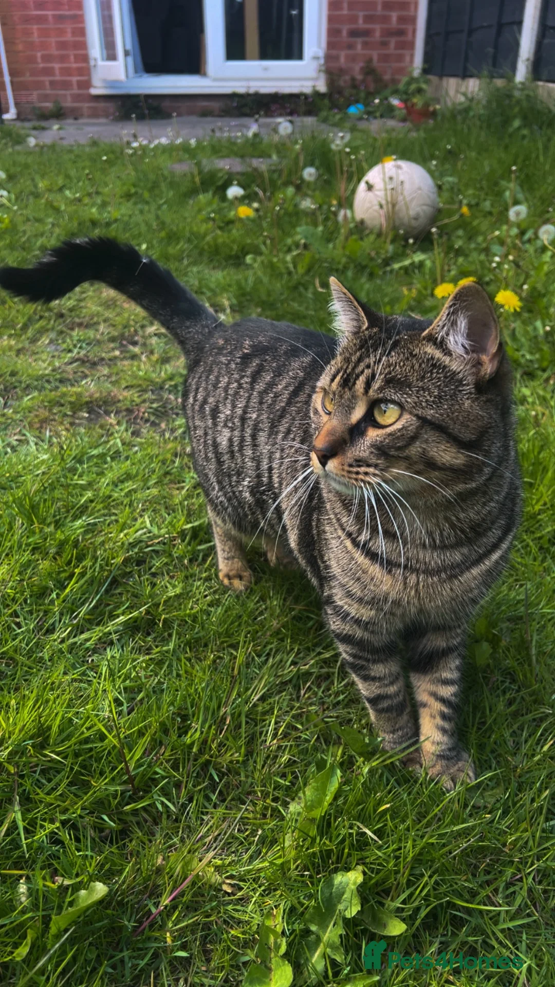 British Shorthair cats for sale: British Shorthair  - Advert 1
