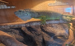 Iguana reptiles for sale: Green Tree Iguana - Image 2