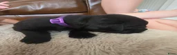 Staffordshire Bull Terrier dogs for sale: Staffordshire Bull terrier puppies 🐶  in Cheltenham - Advert 5