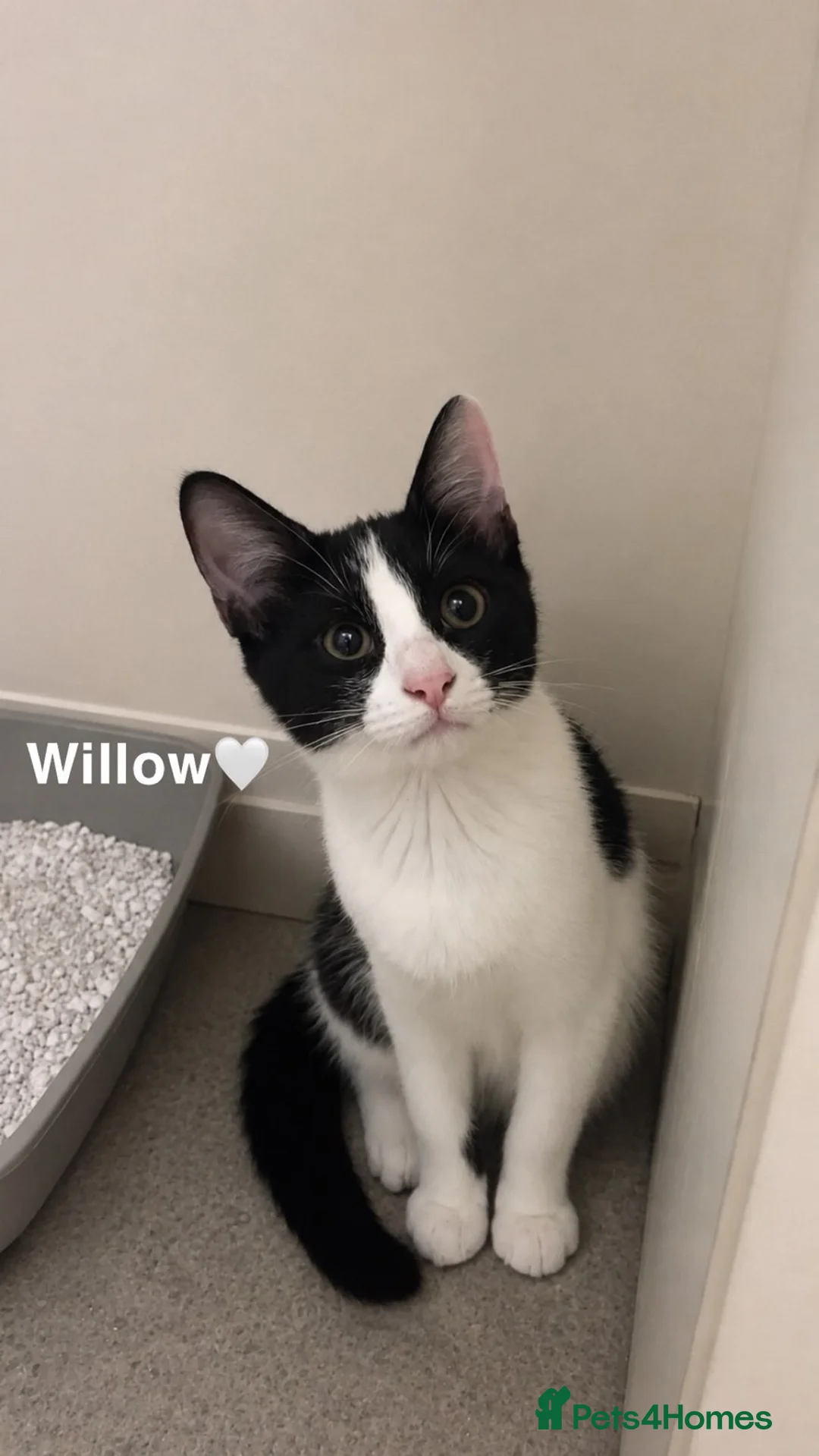 Mixed Breed cats for sale: beautiful tuxedo kittens for sale 🩶 - Advert 2