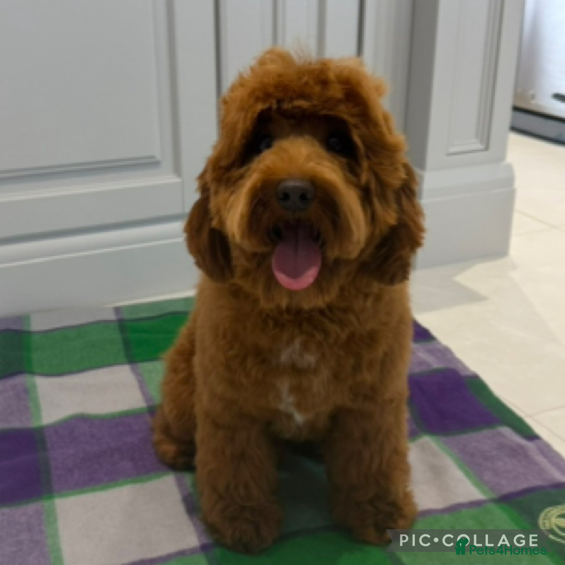 Labradoodle dogs Australia labradoodle puppies  - Advert 1