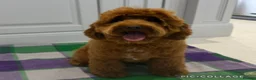 Labradoodle dogs for sale: Australia labradoodle puppies  - Advert 1
