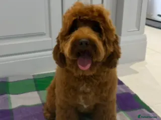 Labradoodle dogs for sale: Australian labradoodle puppies💜 - Advert 1