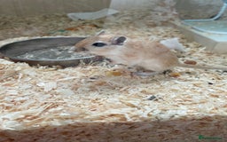 Gerbil rodents for sale: 3 female gerbils and cage etc for sale - Image 8