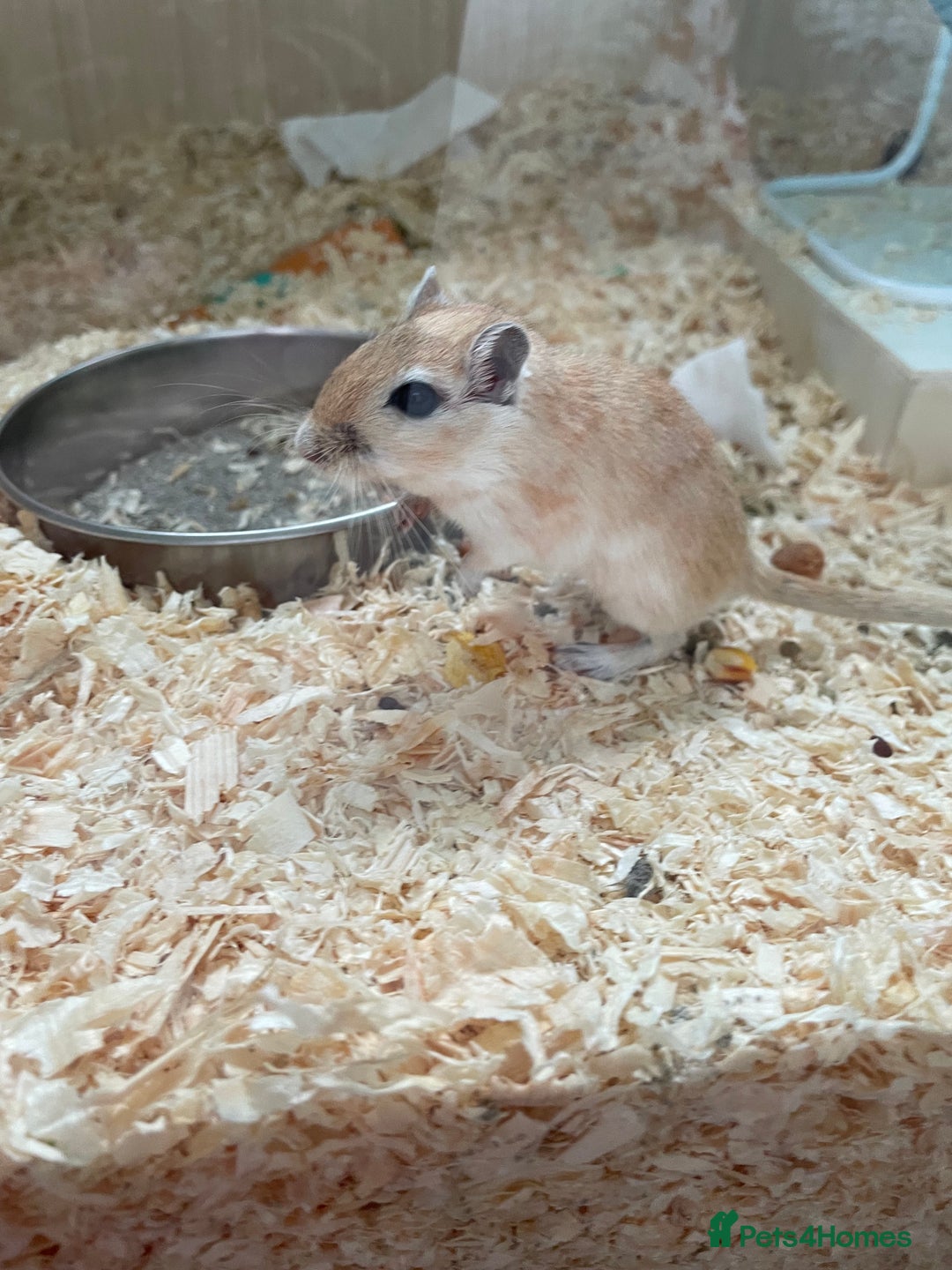 Gerbil rodents for sale: 3 female gerbils and cage etc for sale - Image 8