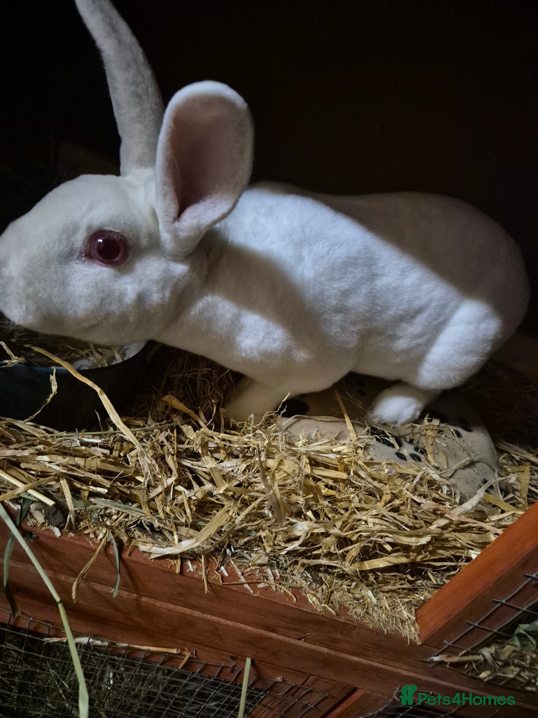 Rex rabbits for sale: REW Standard Rex Buck - Advert 1