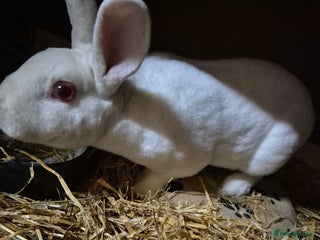 Rex rabbits REW Standard Rex Buck - Advert 1