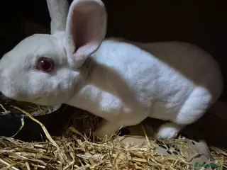 Rex rabbits REW Standard Rex Buck - Advert 4