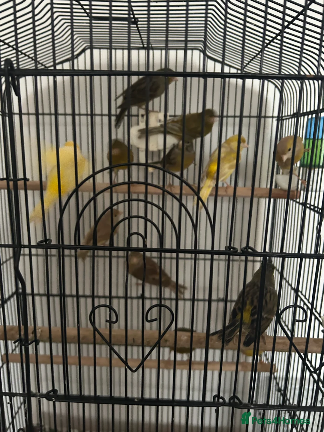 Canaries birds for sale: Canaries mixed colour  - Advert 5