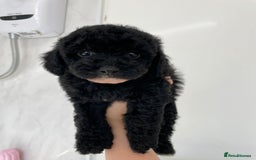 Cavapoo dogs for sale: 1 lonely girl still on the search for her home - Image 10