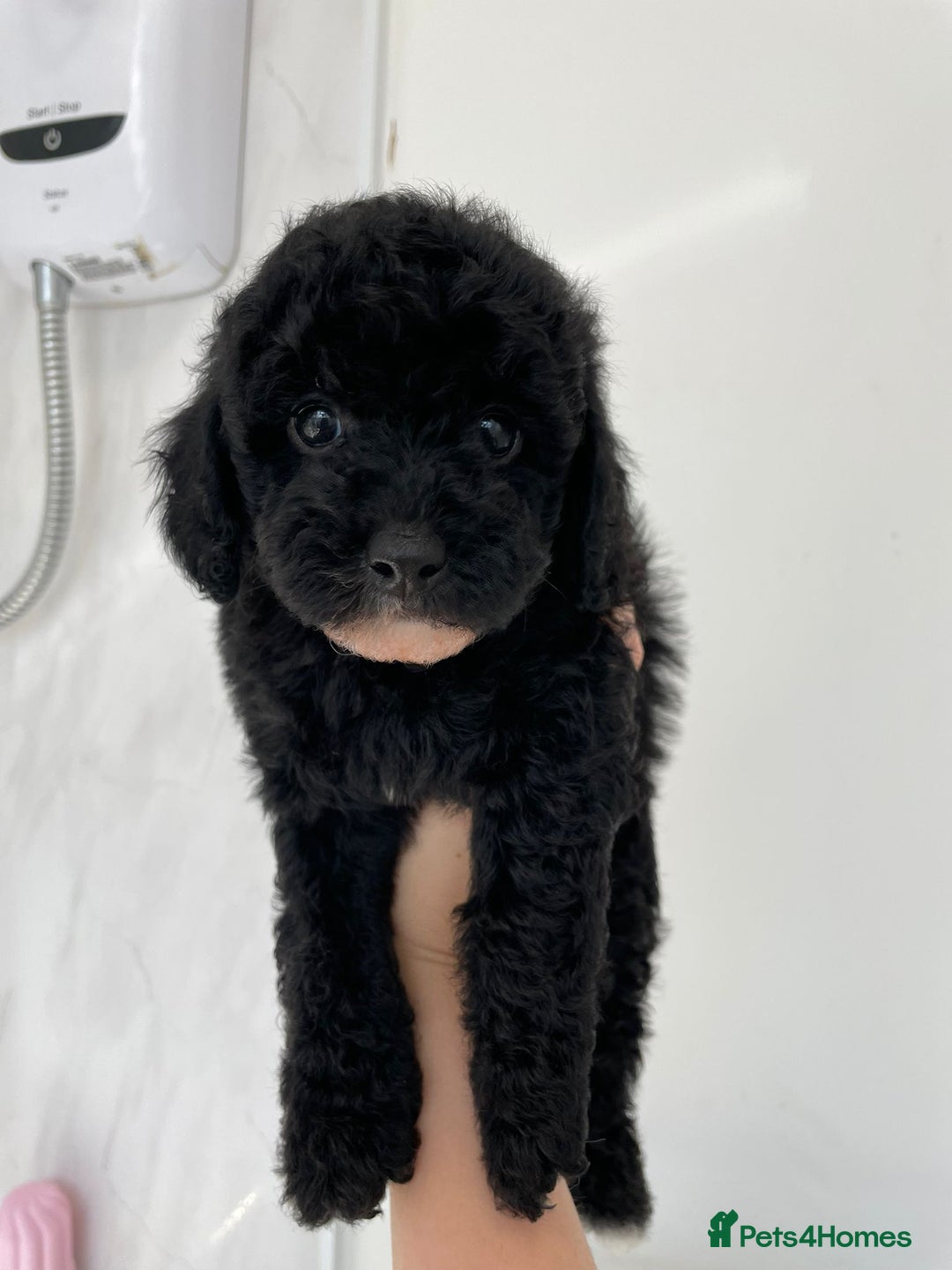 Cavapoo dogs for sale: 1 lonely girl still on the search for her home - Image 10