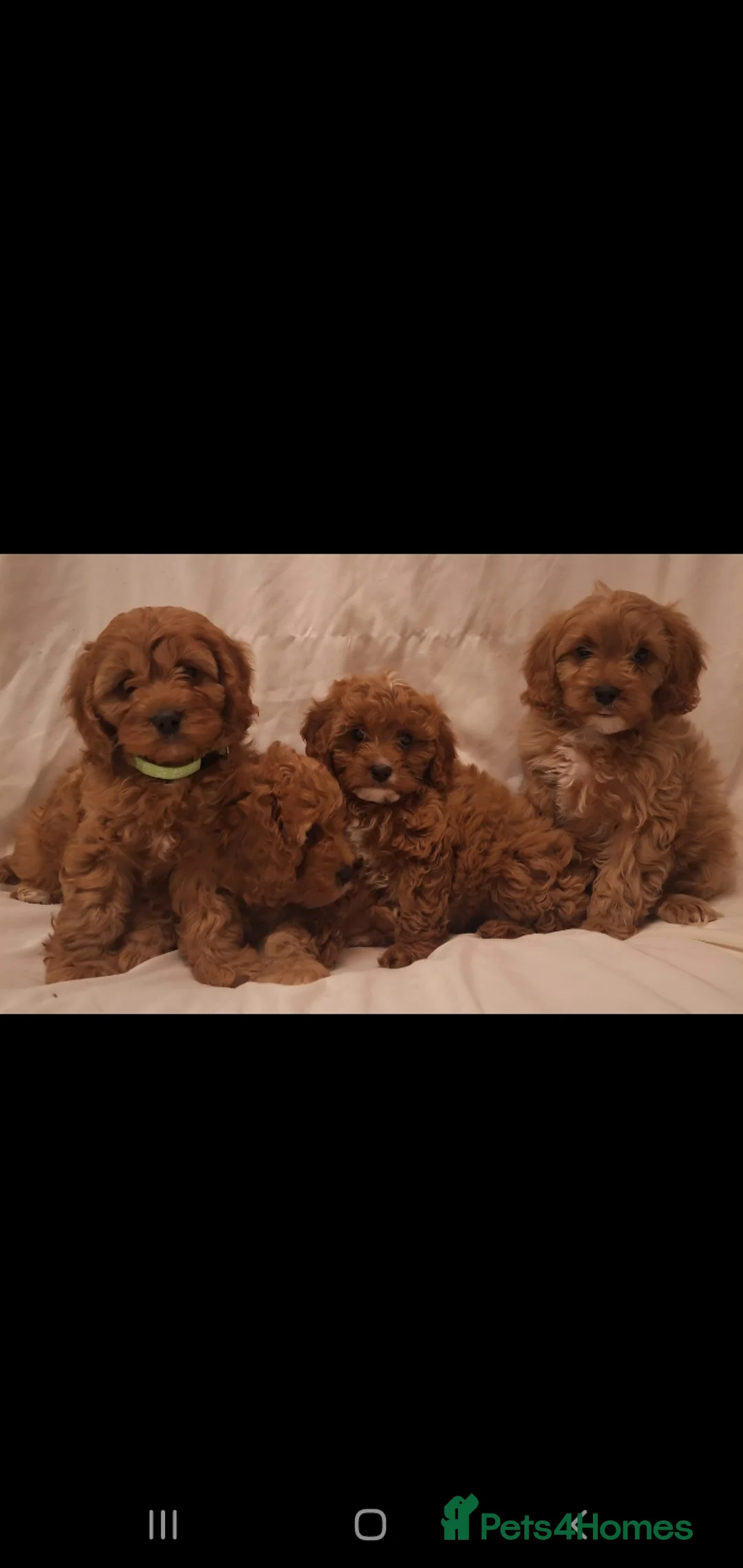 Cavapoo dogs for sale: Exceptional F1 Cavapoo's, health tested parents  - Advert 4