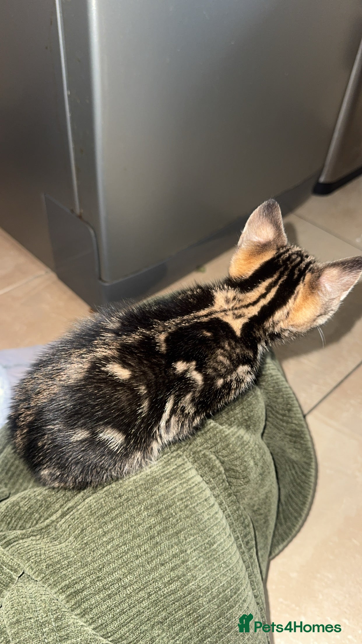Bengal cats RARE MARBLE BENGAL female kitten AVAILABLE NOW  - Advert 6
