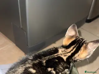 Bengal cats RARE MARBLE BENGAL female kitten AVAILABLE NOW - Advert 6