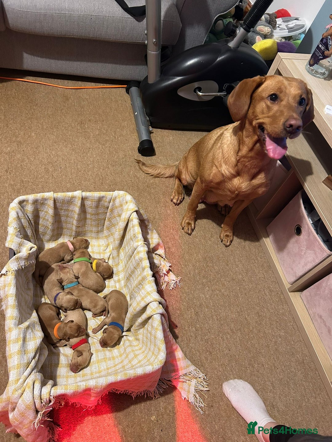 Labrador Retriever dogs for sale: Labrador Retriever Pups - Image 8