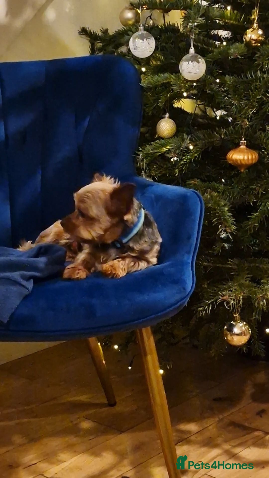 Yorkshire Terrier dogs For free - Advert 1