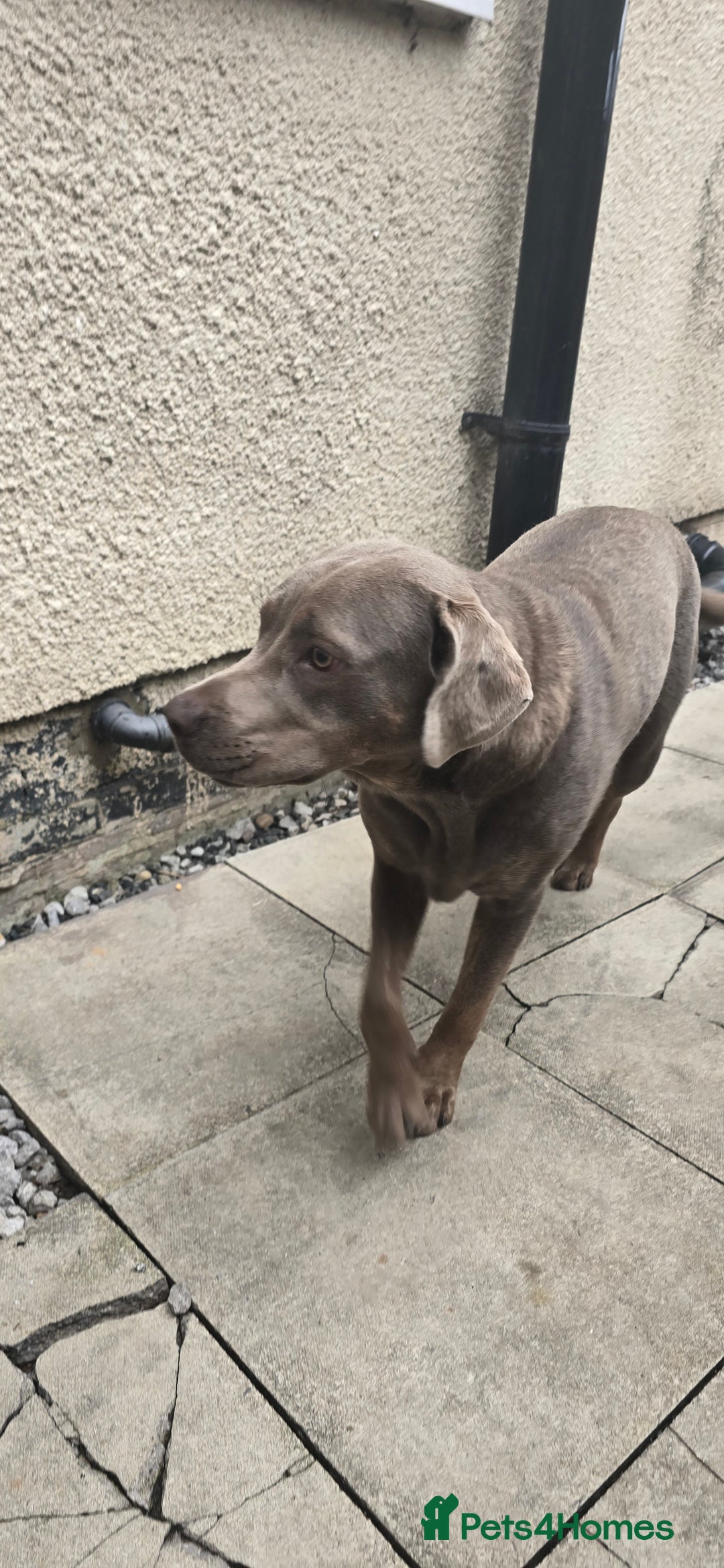 Mixed Breed dogs for sale: Luna she is 10 months old  - Image 2