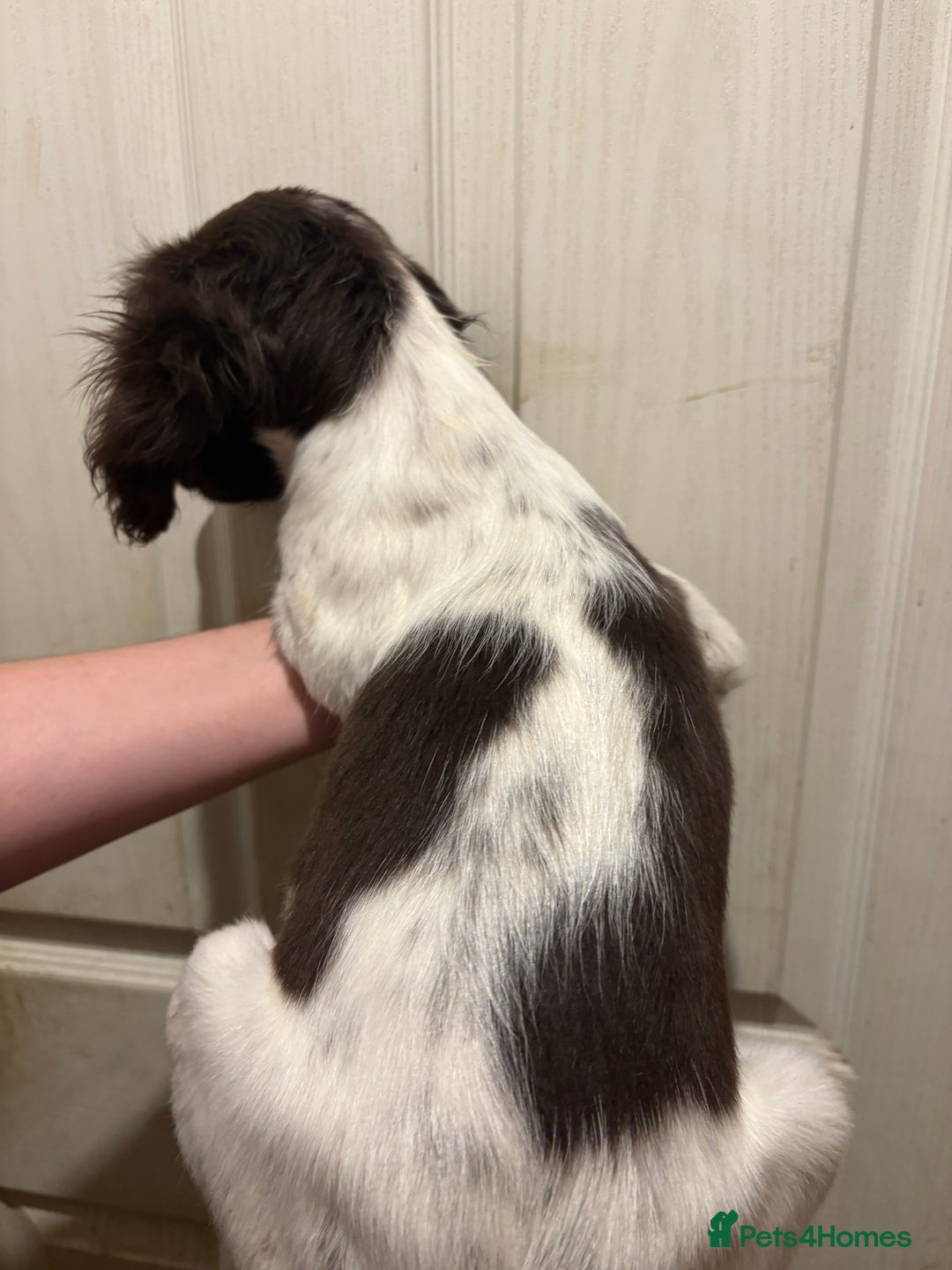 Sprocker dogs for sale: 8 glorious sprocker pups  - Image 16