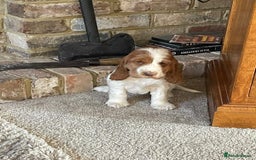 Cocker Spaniel dogs for sale: Beautiful Cocker Spaniel Puppies For Sale  - Image 13